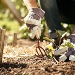 How To Start A Garden From Scratch – Forbes Home